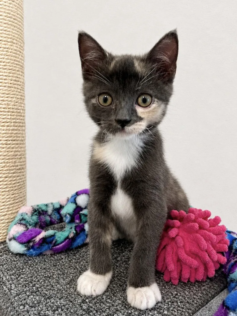 A baby medium-sized female Domestic Short Hair cat named Fiona for adoption in Plano, TX
