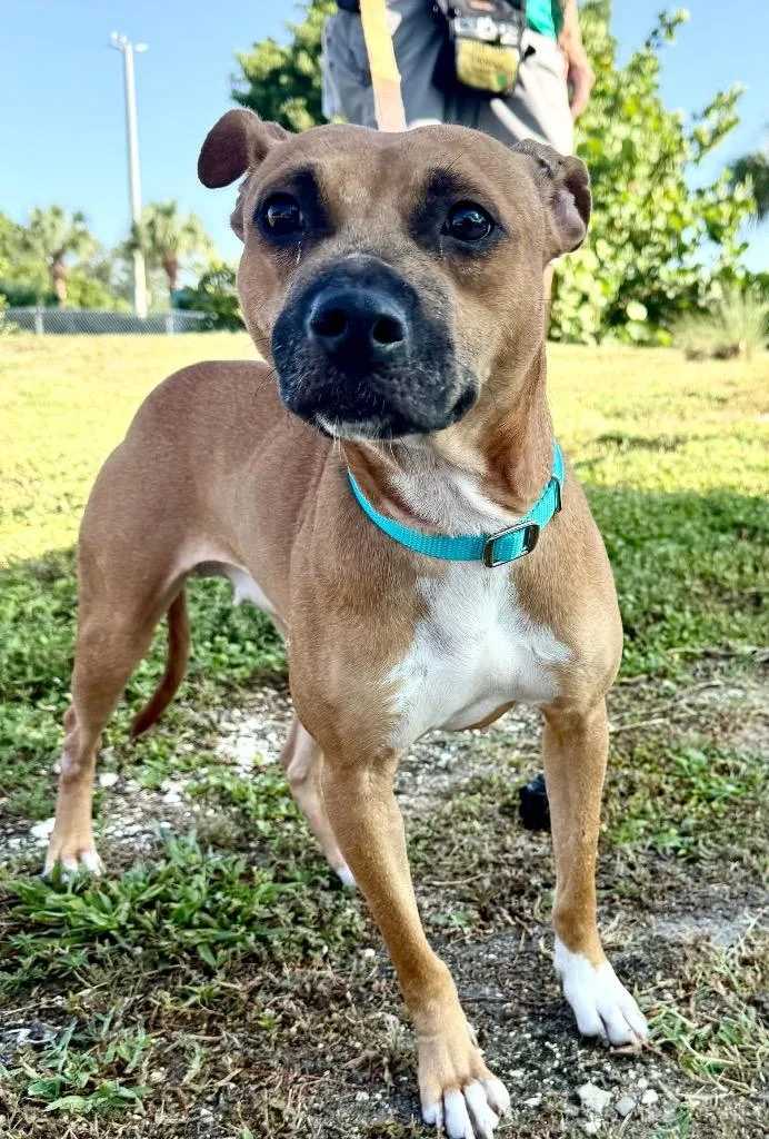 A young small-sized female Mixed Breed dog named Navi for adoption in Cape Coral, FL