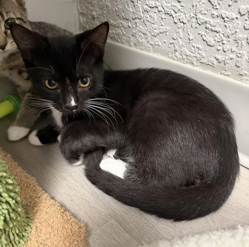 A young medium-sized male Black & White / Tuxedo Domestic Short Hair cat named Gibson G for adoption in Satellite Beach, FL