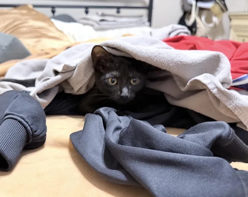 A baby small-sized female Domestic Short Hair cat named Wednesday for adoption in Philadelphia, PA