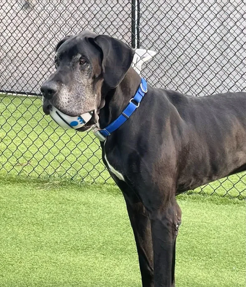 An adult extra large-sized male Black Great Dane dog named Boomer for adoption in Westville, IN