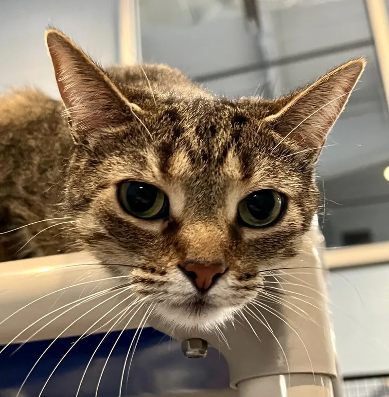 An adult medium-sized female Domestic Short Hair cat named Jessie for adoption in South Bend, IN