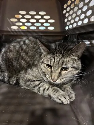 An adult large-sized male Domestic Short Hair cat named Lightning for adoption in Cincinnati, OH