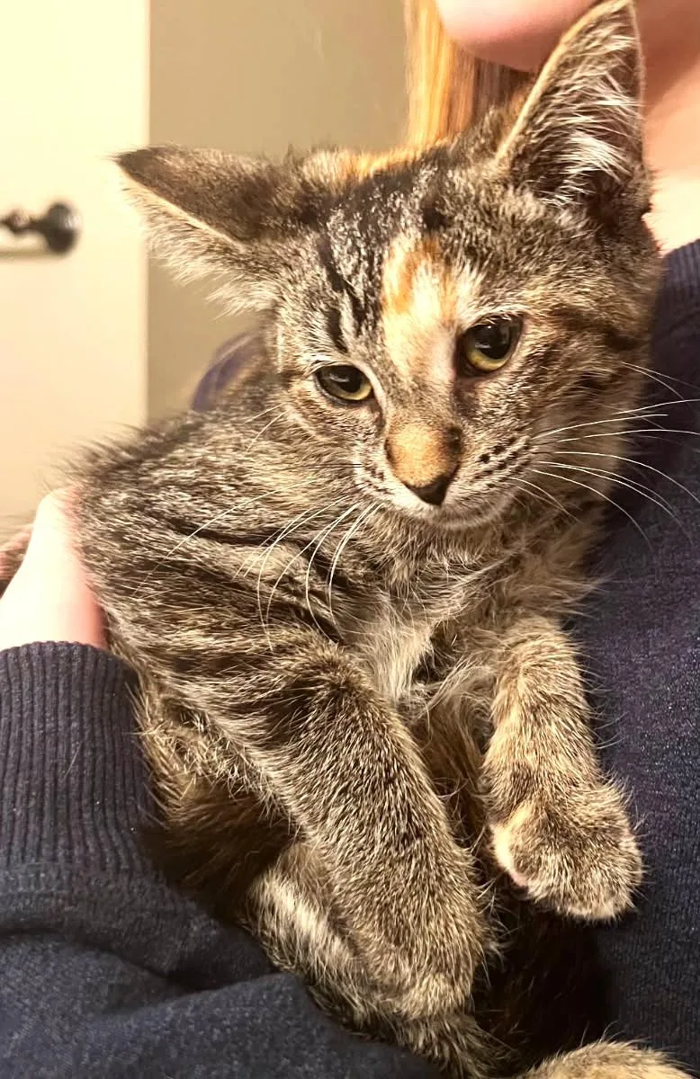 Mammosa