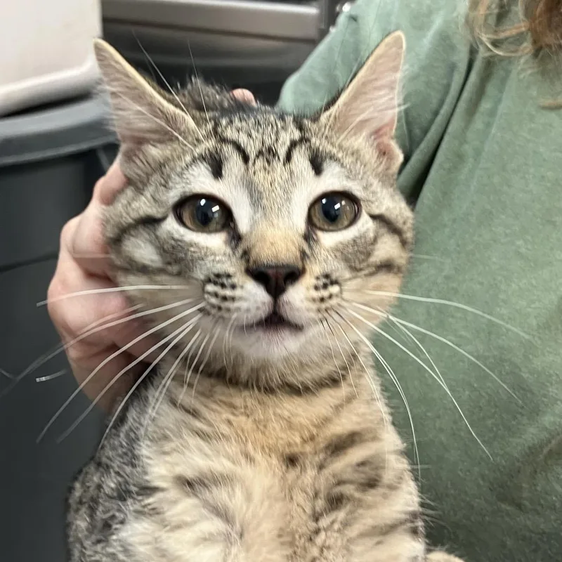 A baby small-sized male Brown / Chocolate Domestic Short Hair cat named Tiger for adoption in Port Charlotte, FL