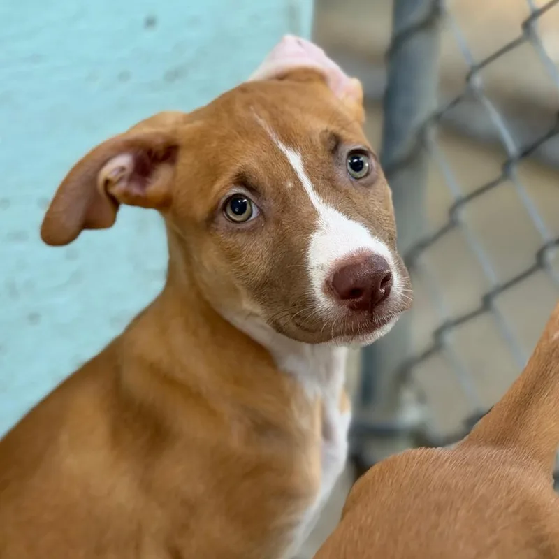 A baby medium-sized female Yellow / Tan / Blond / Fawn Pit Bull Terrier dog named Sophie for adoption in Tulsa, OK