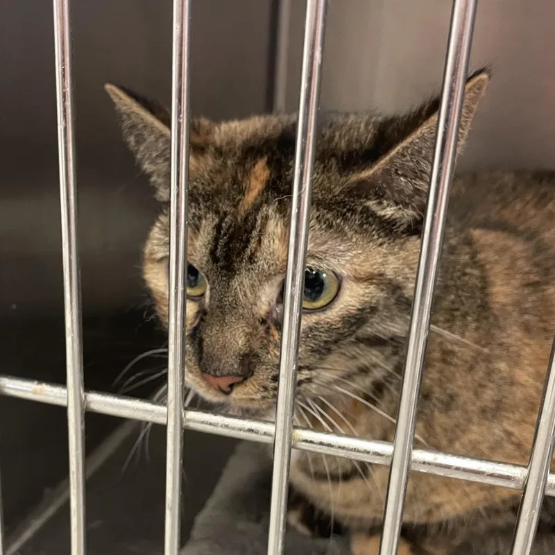 An adult large-sized female Torbie Domestic Short Hair cat named Bella for adoption in Port Charlotte, FL