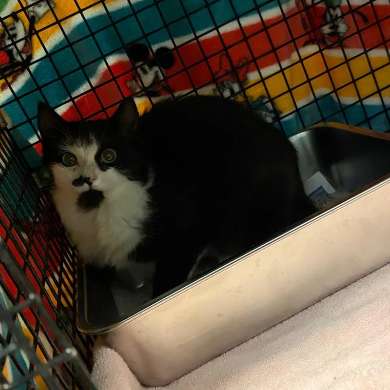 A young small-sized female Domestic Medium Hair cat named Phantom for adoption in Scituate, MA