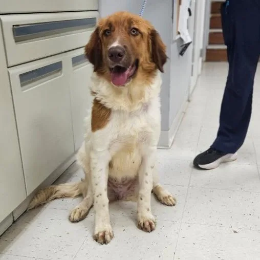 A young medium-sized male Labrador Retriever dog named Wallace for adoption in Fairfax, VA