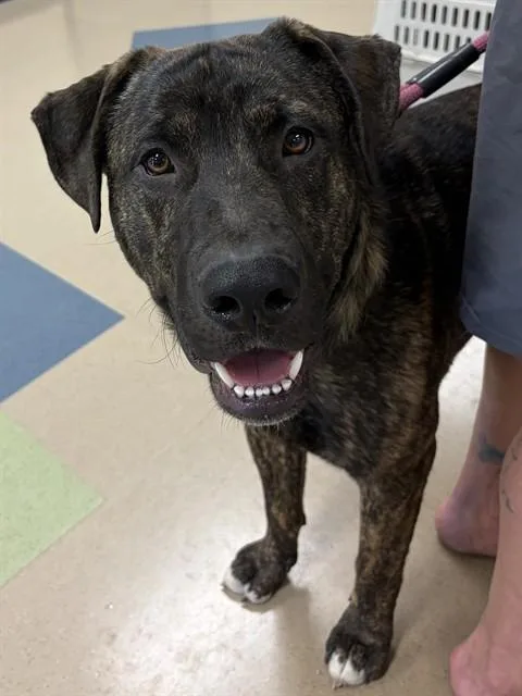 A young medium-sized male Pit Bull Terrier dog named Bruno for adoption in Fort Wayne, IN