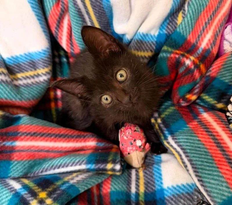 A baby small-sized male Domestic Short Hair cat named Caper Goose for adoption in Sebastian, FL