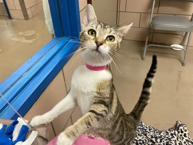 A young medium-sized female Domestic Short Hair cat named Blondie for adoption in Fort Wayne, IN