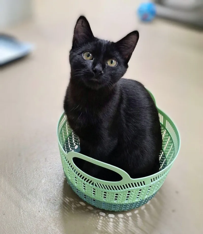 A baby medium-sized female Black Domestic Short Hair cat named Lyra for adoption in Gonic, NH