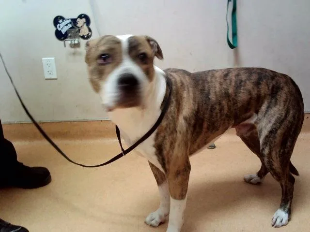 An adult large-sized male Pit Bull Terrier dog named Bubbah for adoption in Martinez, CA