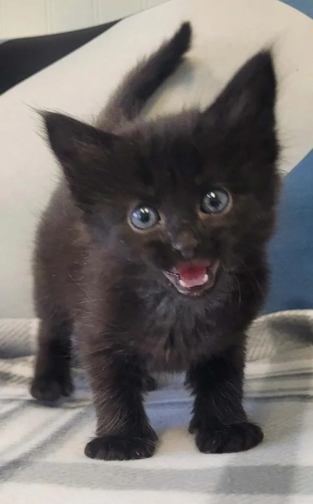 A baby medium-sized female Domestic Long Hair cat named Bop for adoption in Republic, MO