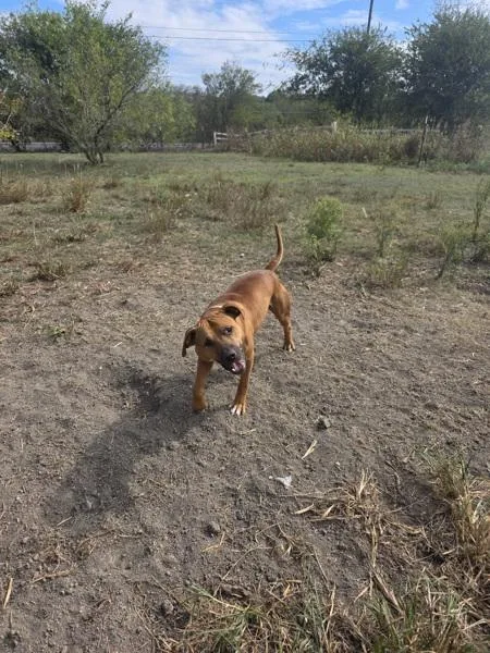 An adult large-sized male Pit Bull Terrier dog named Carmelo for adoption in Austin, TX