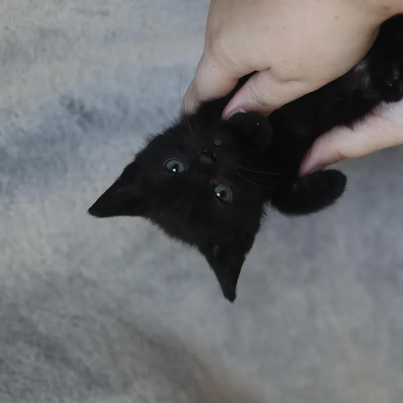 A baby medium-sized male Domestic Short Hair cat named Goblin for adoption in Franklin, TN