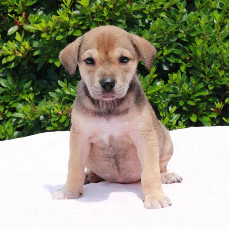 A baby medium-sized female Sable Husky dog named CT Babe avail Aug for adoption in Eastford, CT