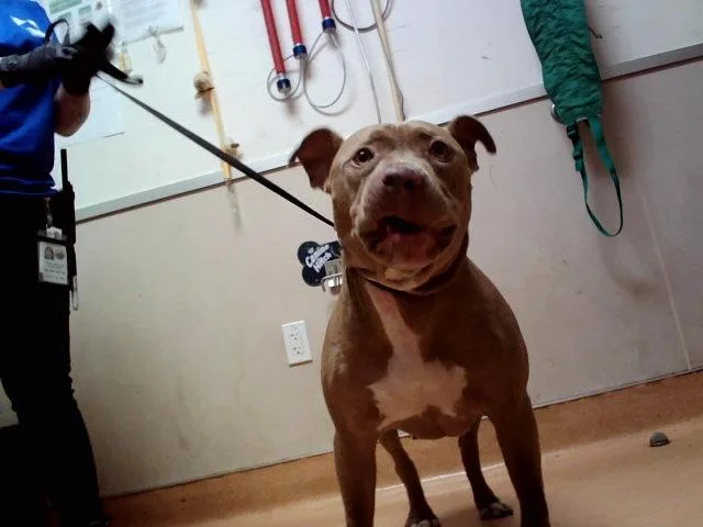 An adult large-sized female Pit Bull Terrier dog named Cita for adoption in Martinez, CA