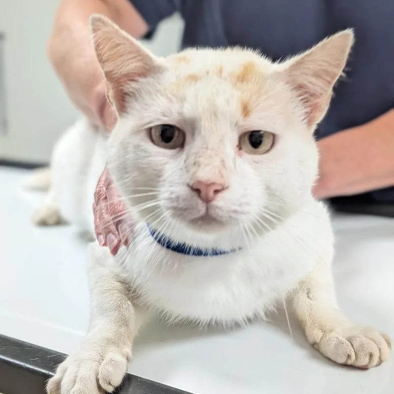 An adult large-sized male White Domestic Short Hair cat named Mack for adoption in Canton, IL
