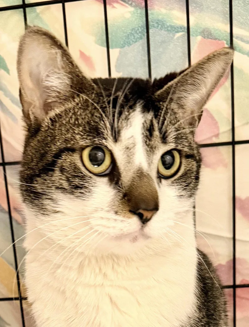 A young medium-sized male Tabby cat named Stallonewillow Grove for adoption in Greenville, DE