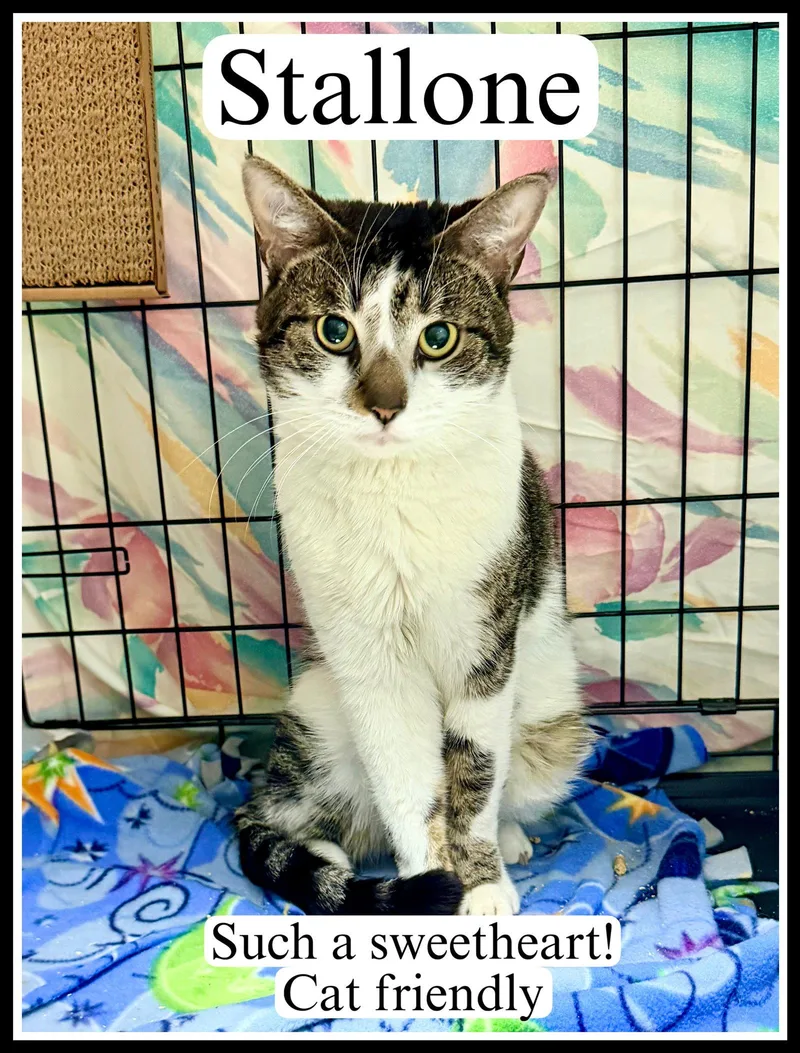 Stallonewillow Grove thumbnail 2