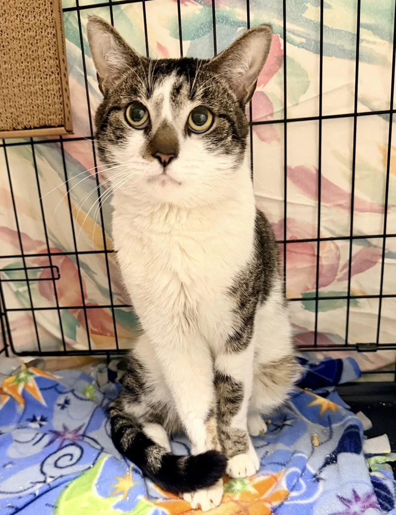 Stallonewillow Grove thumbnail 3