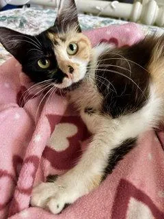 A young medium-sized female Calico cat named Fiona  chill  for adoption in San Luis Obispo, CA
