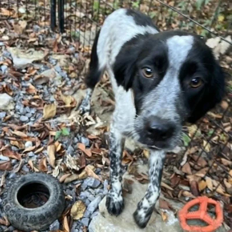 A young small-sized female Black Bluetick Coonhound dog named Thelma for adoption in Gordonsville, TN
