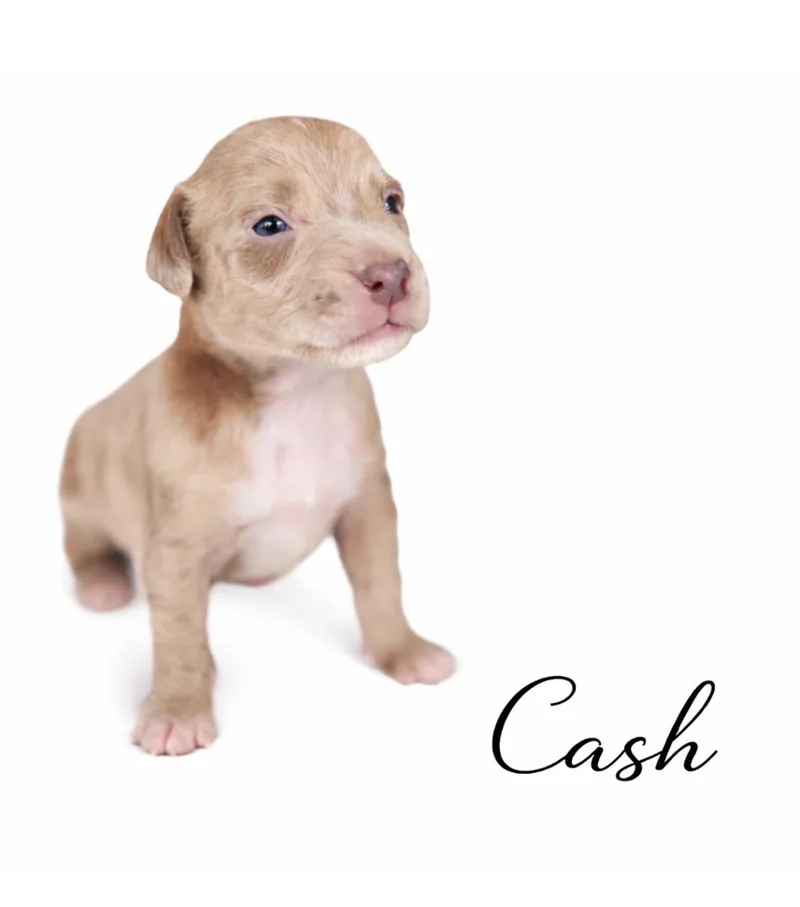 Cash thumbnail 2