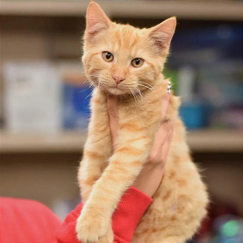 A baby medium-sized male Orange / Red Domestic Short Hair cat named Ozzy PetSmart Belleville for adoption in Belleville, IL