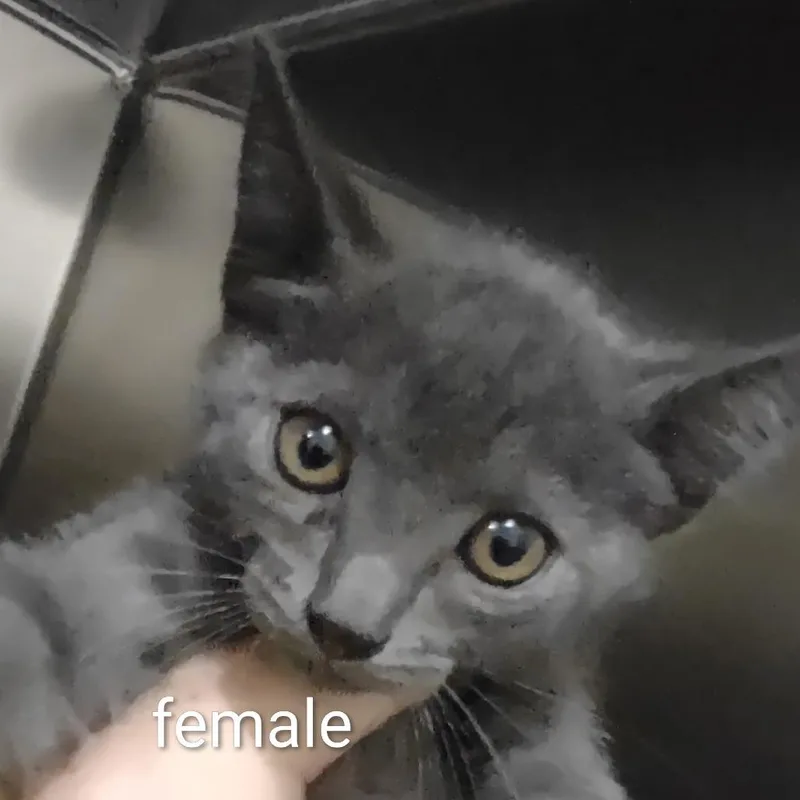 A baby small-sized female Gray / Blue / Silver Domestic Short Hair cat named Suzy Q for adoption in Upland, CA
