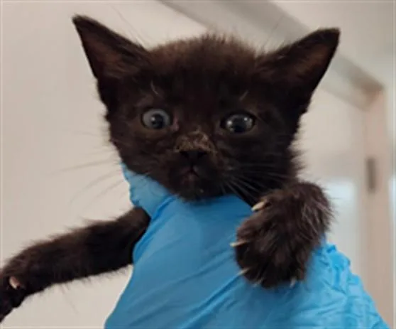 A baby small-sized female Domestic Short Hair cat named Blossom for adoption in Fort Lauderdale, FL