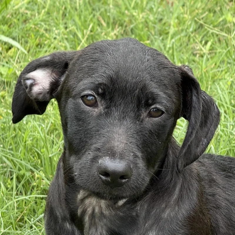 A baby medium-sized male Dachshund dog named Echo for adoption in Brenham, TX