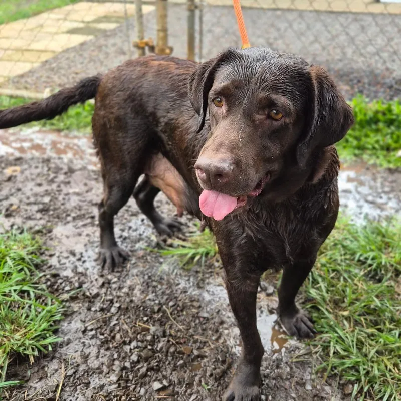 An adult large-sized female Brown / Chocolate Chocolate Labrador Retriever dog named Annabelle for adoption in Wahiawa, HI