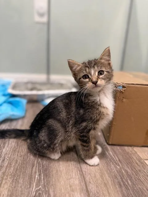 A baby medium-sized female Domestic Short Hair cat named Namaari for adoption in Pawtucket, RI