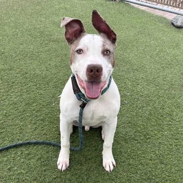 A young large-sized male Pit Bull Terrier dog named Ghost for adoption in Mesa, AZ