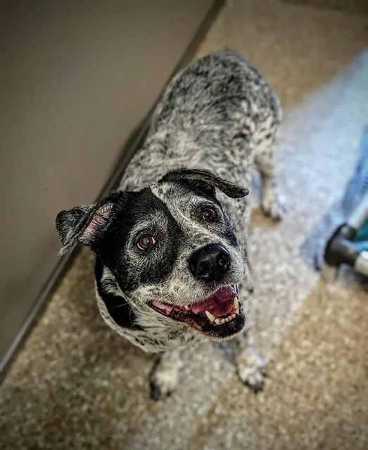 A senior large-sized female Australian Cattle Dog / Blue Heeler dog named Cookies And Cream for adoption in Clyde, NC