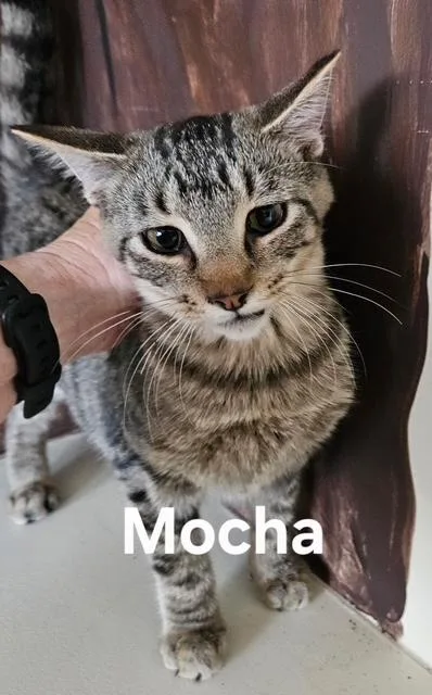 A baby medium-sized male Domestic Short Hair cat named Mocha for adoption in Zimmerman, MN