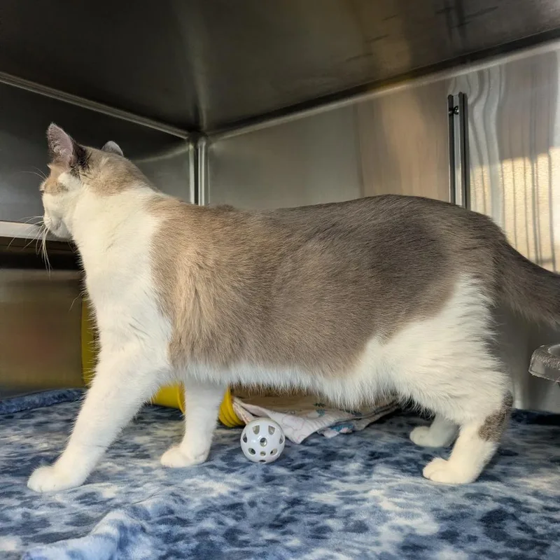 A young large-sized male White Domestic Short Hair cat named Marshal for adoption in Manhattan, KS
