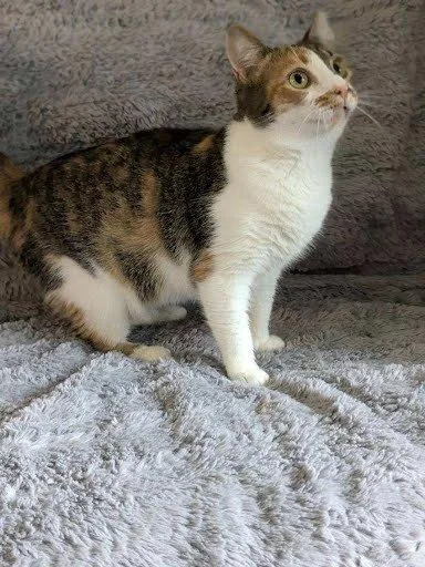 A young medium-sized female Calico Domestic Short Hair cat named Honey for adoption in Raleigh, NC