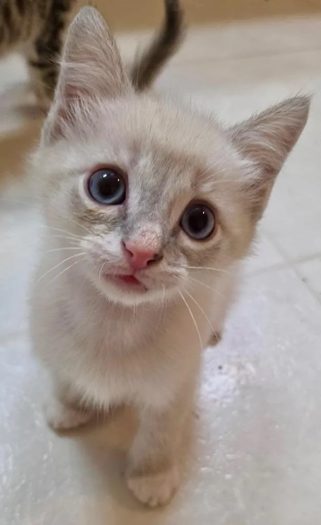 A baby small-sized male Domestic Short Hair cat named Squirrel for adoption in Leonardtown, MD