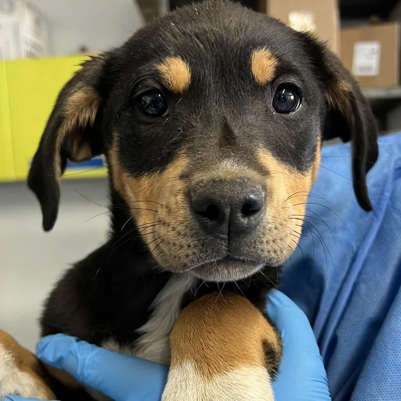 Totem Pole thumbnail 2