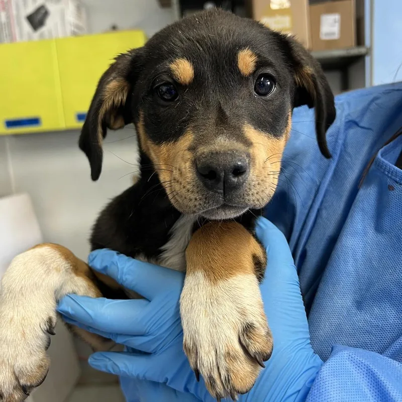 Totem Pole thumbnail 3