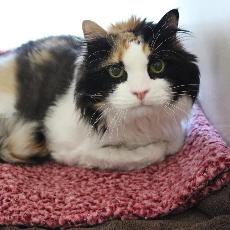 An adult extra large-sized female Calico Domestic Long Hair cat named Skrimp for adoption in Gloucester, VA