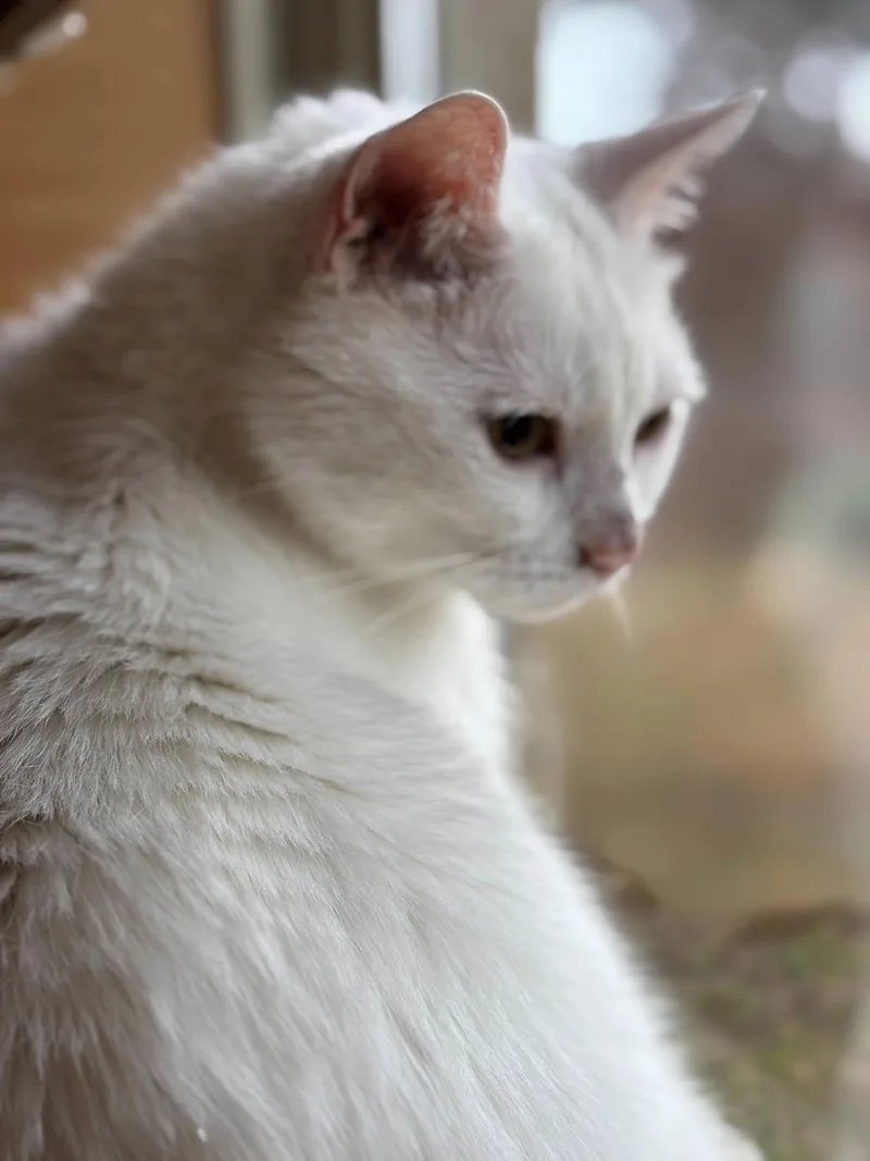A senior medium-sized male White Domestic Short Hair cat named "buddy" for adoption in Fort Worth, TX