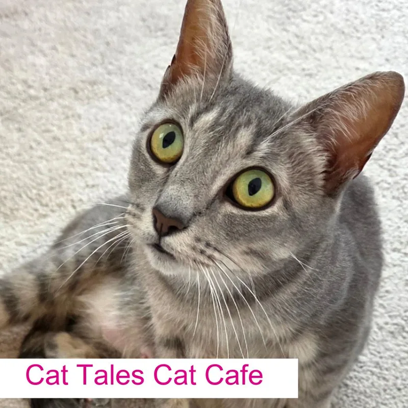 An adult medium-sized female Gray / Blue / Silver Domestic Short Hair cat named Darcy for adoption in Chapel Hill, NC