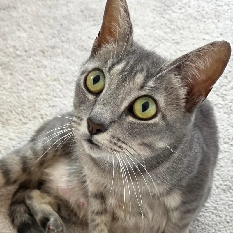 Darcy thumbnail 2