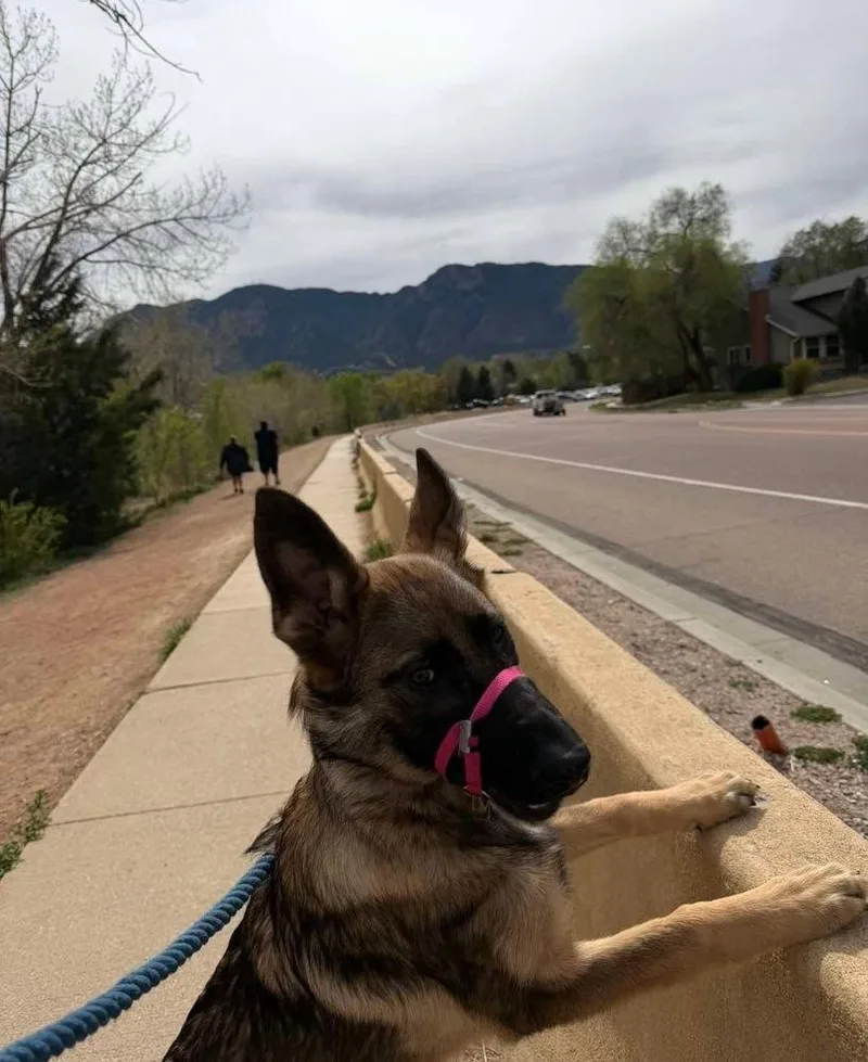 A baby medium-sized female Tricolor (Brown, Black, & White) German Shepherd Dog dog named Kiki for adoption in Colorado Springs, CO