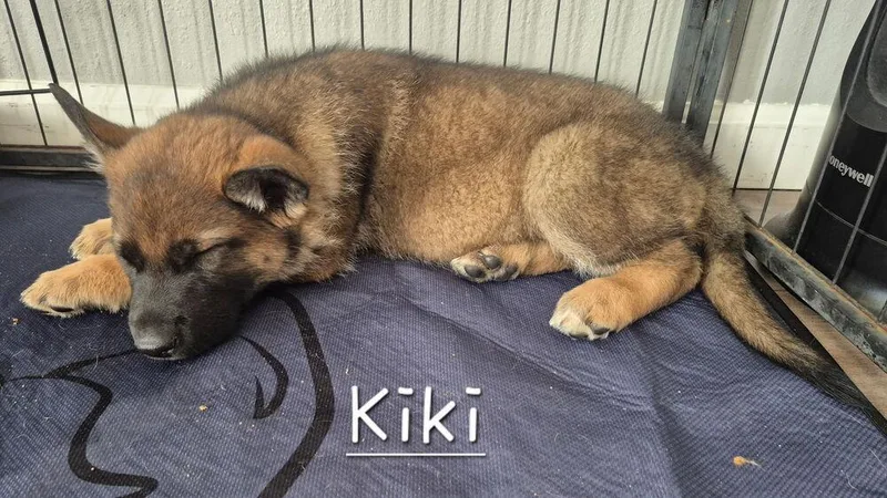 Kiki thumbnail 5